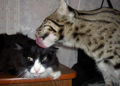 中国足球国家队训练营设立专业恢复饮食团队，国家足球队怎么训练