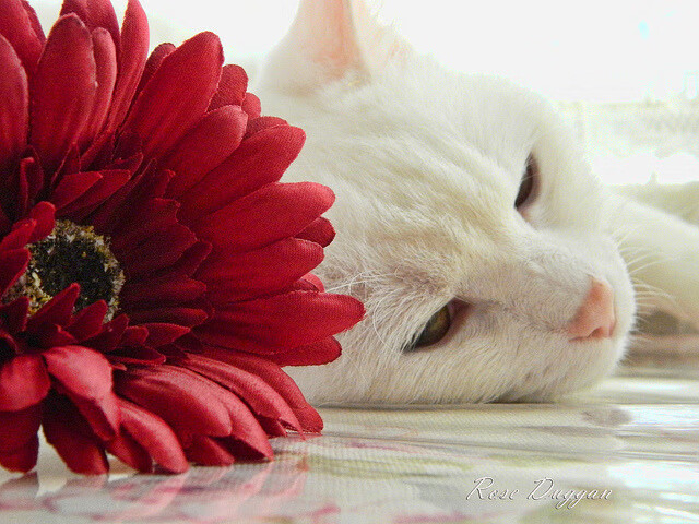 体育新闻中心发布体育院校运动员学业辅导扶持细则,运动员兼顾大学学业